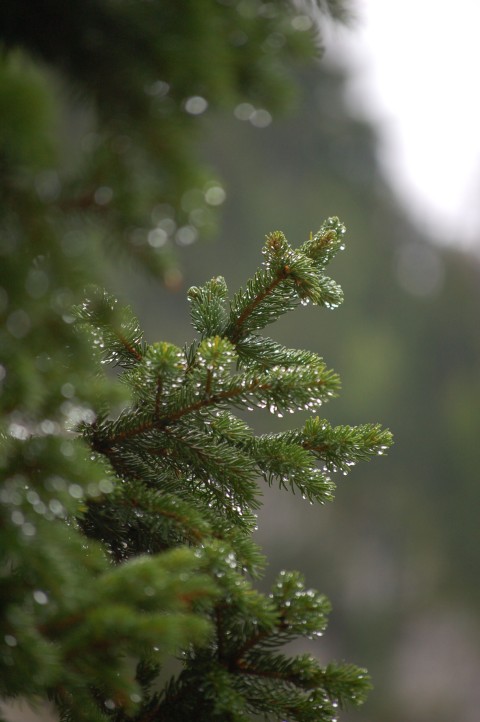 Green Christmas Tree Wallpaper Background HD Download