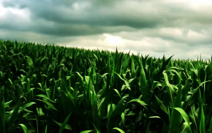 Green Corn Field Background HD Wallpaper Download