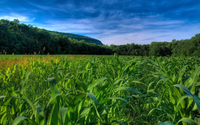 Green Corn Field Background HD Wallpaper Download