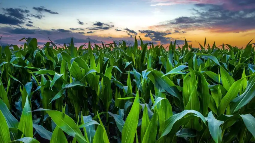 Green Corn Field Background HD Wallpaper Download