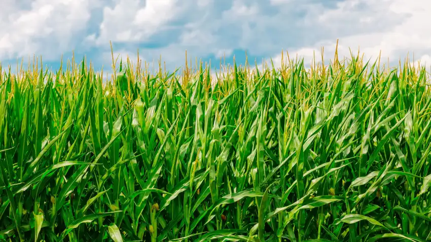 Green Corn Field Background HD Wallpaper Download