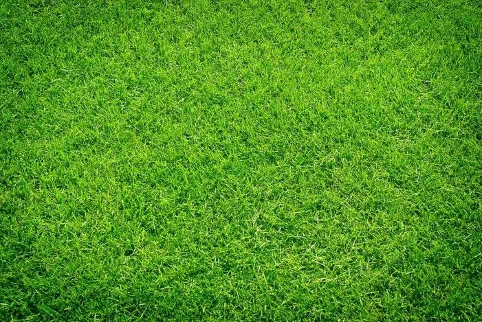 Green Editing Grass Field Background HD Images Free