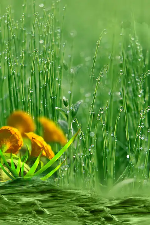 Green Farm Outdoor Studio Background HD Download