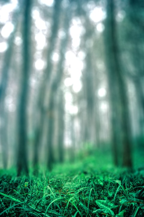 Green Forest Blur  CB Picsart Background Full HD Download