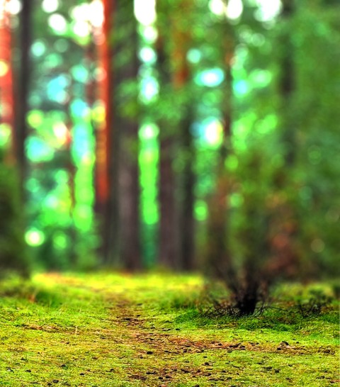 Green Forest  CB Picsart Background Full HD Download