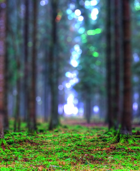 Green Forest Editing CB Picsart Background HD Download