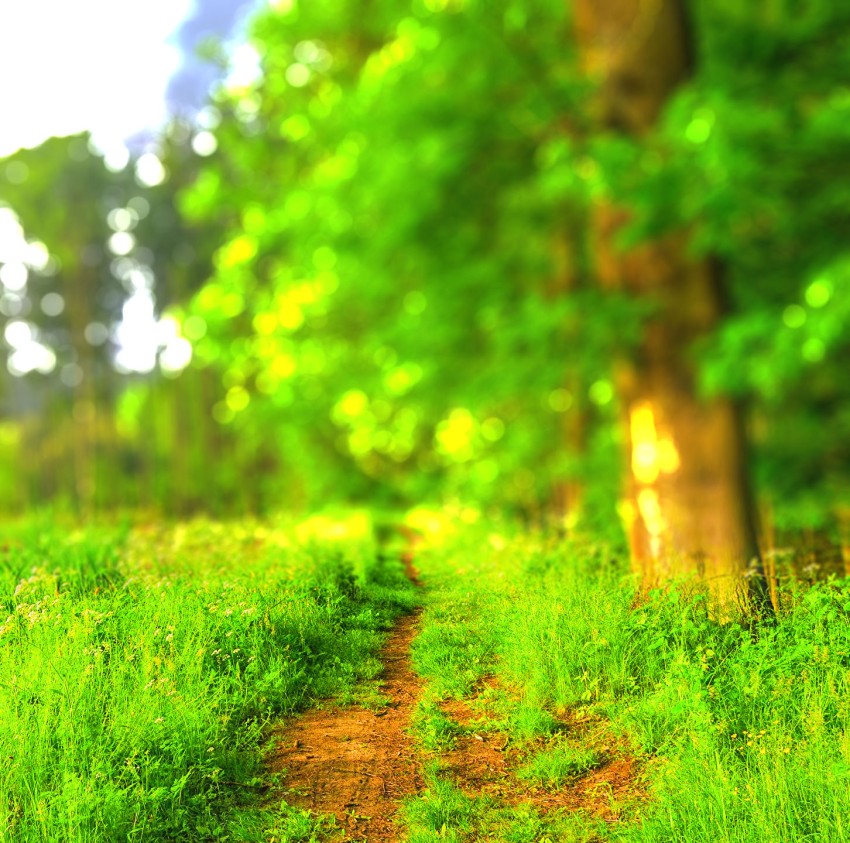 Green Forest Grass CB Picsart Editing Background Full HD