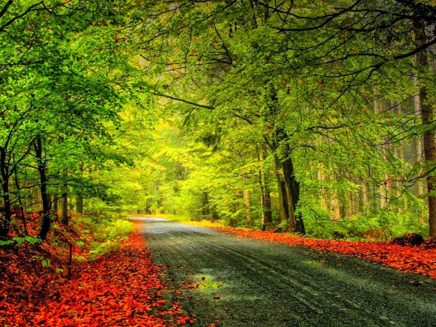 Green Forest Road Background  Full HD   Download