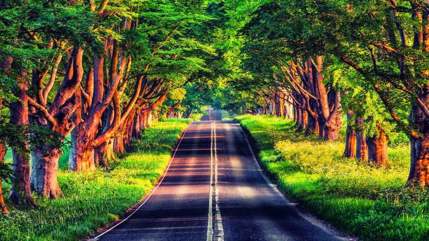 Green Forest Road Background  Full HD   Download