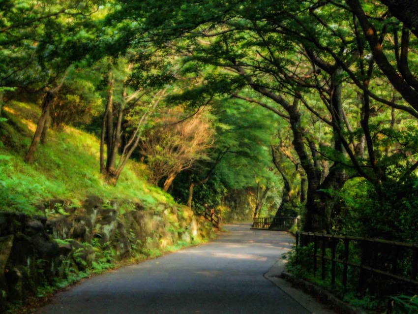 Green Forest  Road Background  Full HD   Download Free