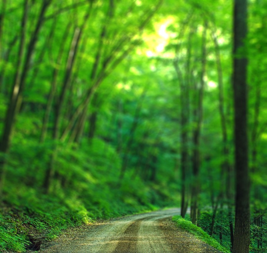 Green Forest Road CB Picsart Editing Background  Download