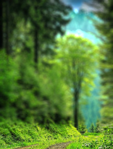 Green Forest Tree CB  Background Full HD Download