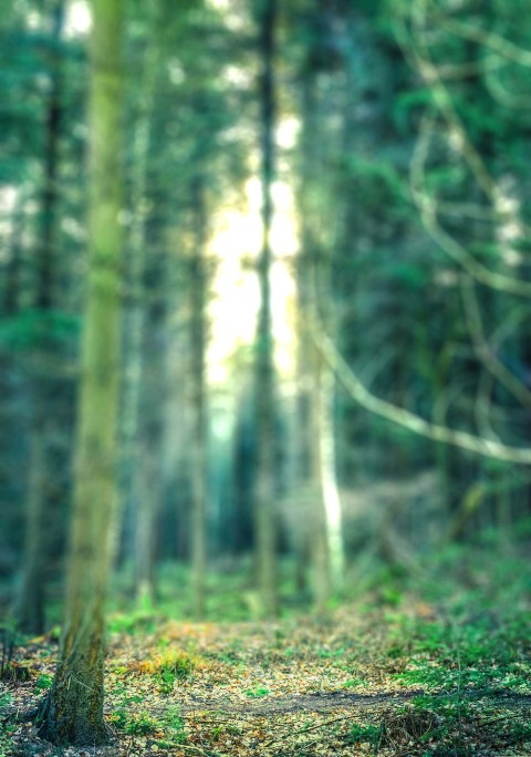 Green Forest Tree CB  Background Full HD Download