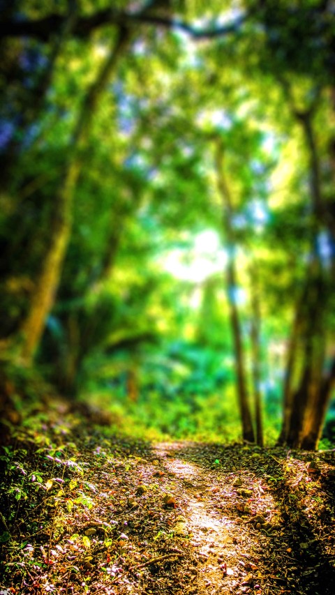 Green Forest Tree CB Blur Background Full HD Free