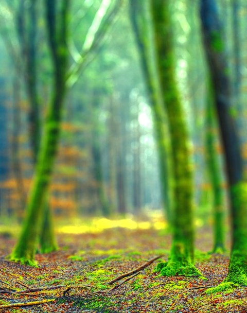 Green Forest Tree CB Picsart Background Full HD Download