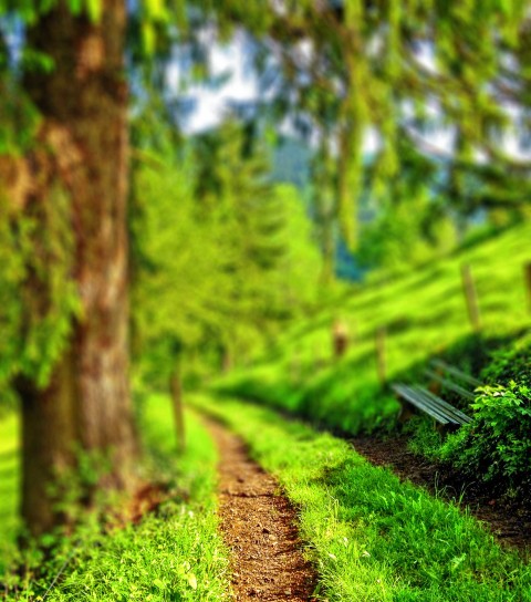 Green Forest Tree CB Picsart Editing Background HD Download