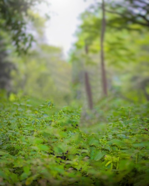 Green Forest Tree PicsArt CB Editing Background HD