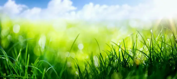 Green Grass Blue Sky Bokeh Background HD Images Free