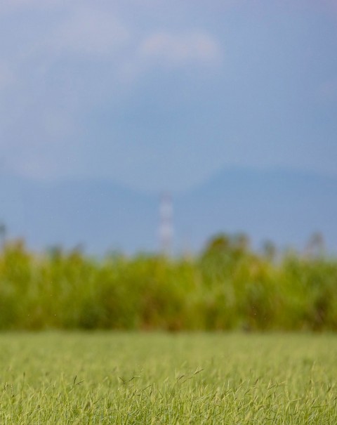 Green Grass Blur Background Full HD Download