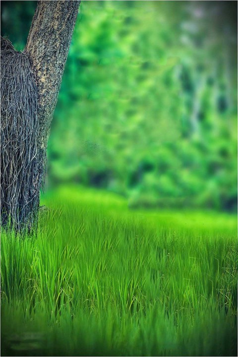 Green Grass CB Background For 2021 Editing