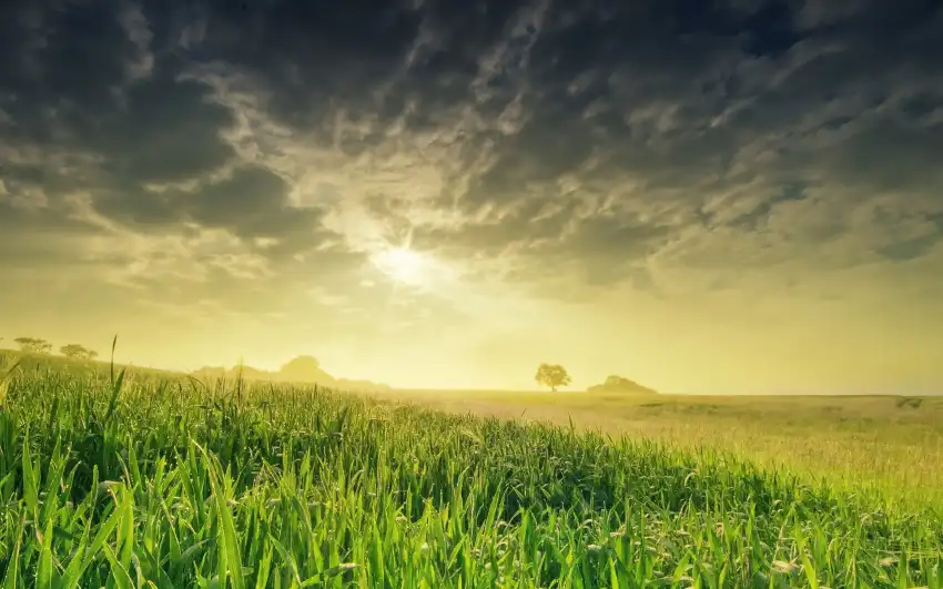 Green Grass Field Background Full HD Photos Download