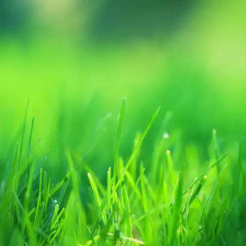 Green Grass Field Background HD Images Download