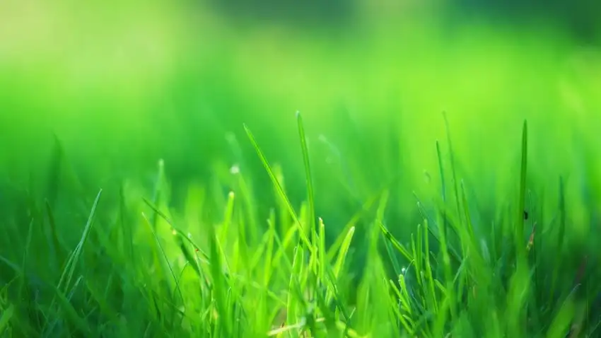 Green Grass Field Background HD Images Download