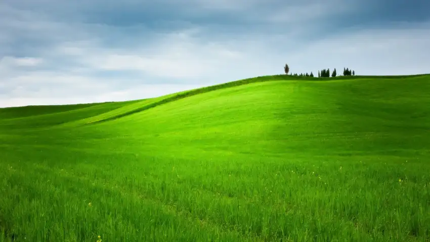 Green Grass Field Background HD Images Download