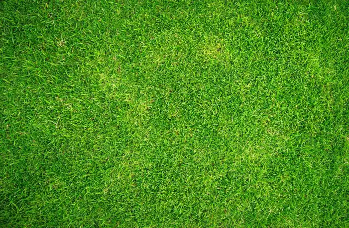 Green Grass Field Background HD Images Free