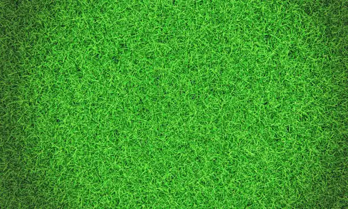 Green Grass Field Background HD Images High Quality