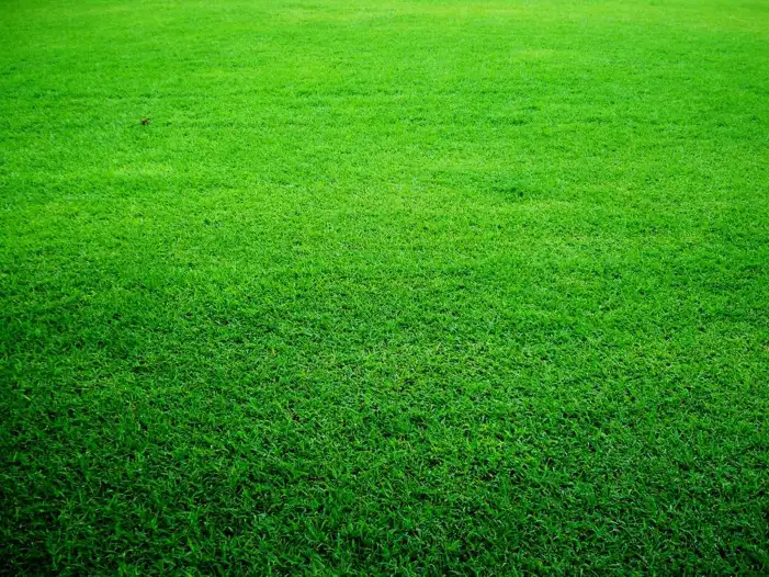 Green Grass Field Background HD Images High Quality