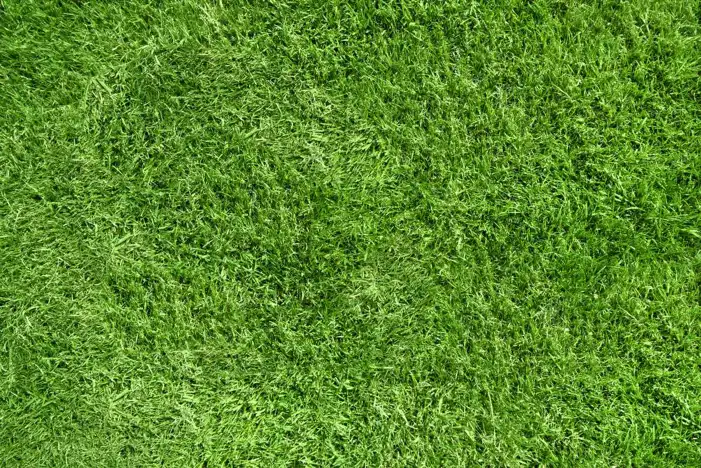 Green Grass Field Background HD Images High Quality