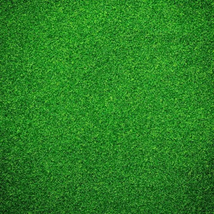 Green Grass Field Background HD Images High Quality