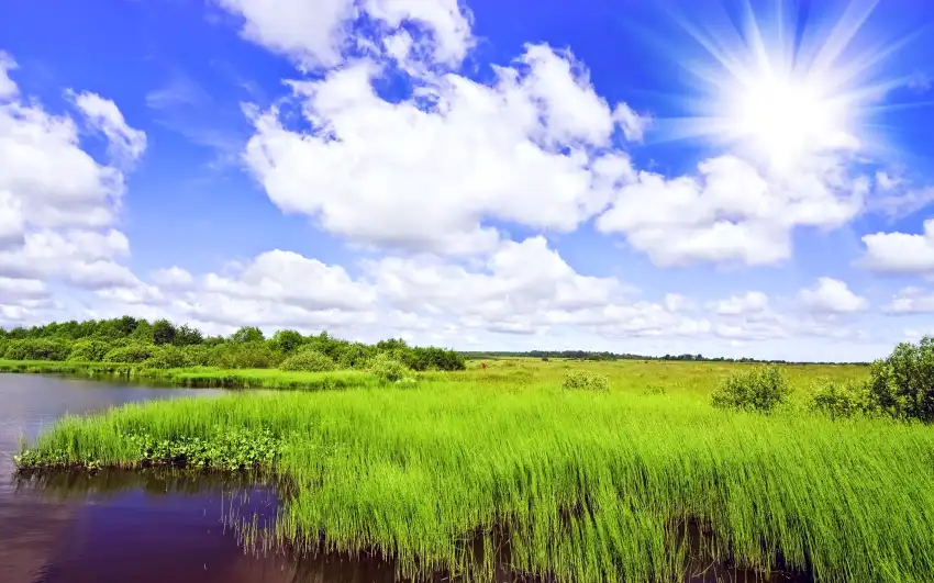 Green Grass Field Background HD Wallpaper Download