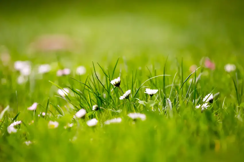 Green Grass Field Background HD Wallpaper Download