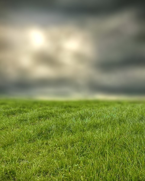 Green Grass Field CB Photoshop Editing Background HD  Download