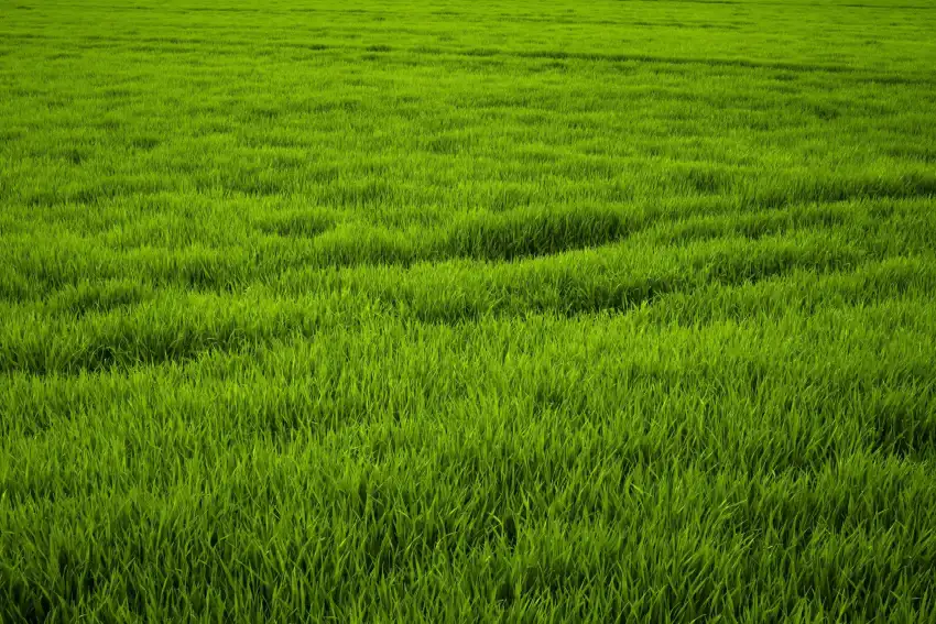 Green Grass Field Editing Background HD Download