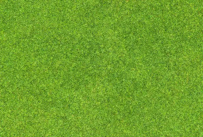 Green Grass Field Editing Background HD Images Free