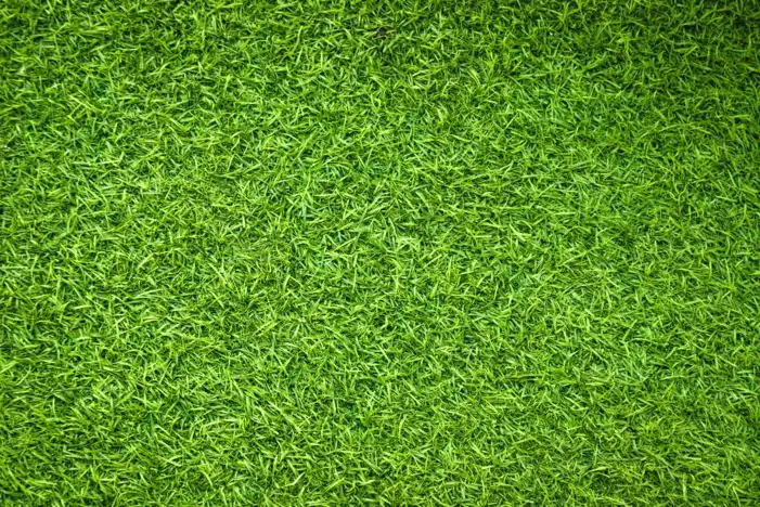 Green Grass Field Editing Background HD Images Free