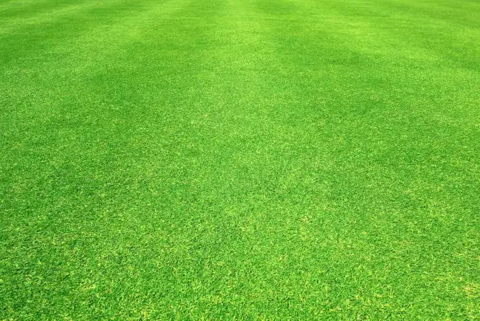 Green Grass Field Editing Background HD Images Free