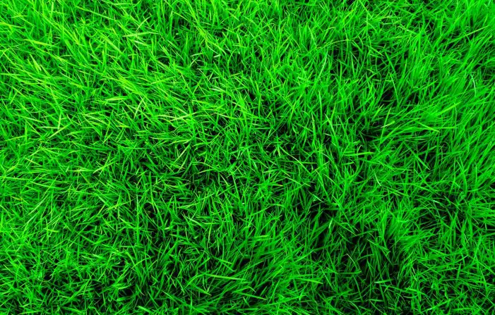 Green Grass Field Texture Editing Background HD Images Free