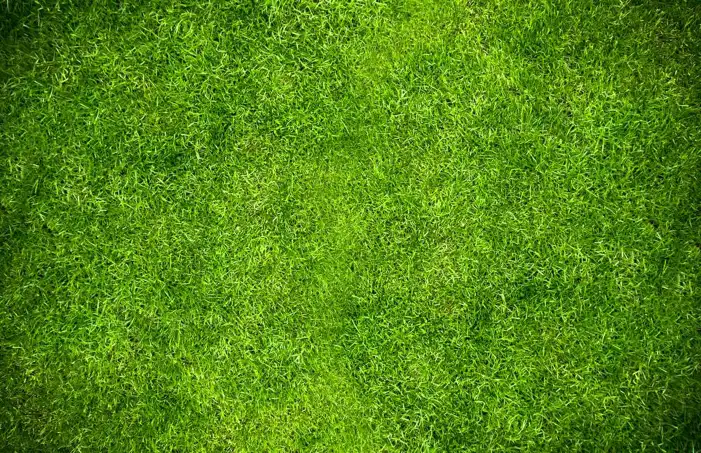 Green Grass Field Texture Editing Background HD Images Free