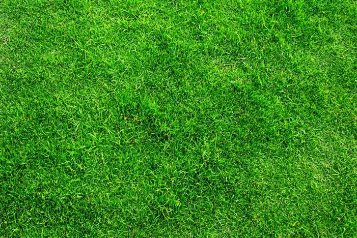 Green Grass Field Texture Editing Background HD Images Free