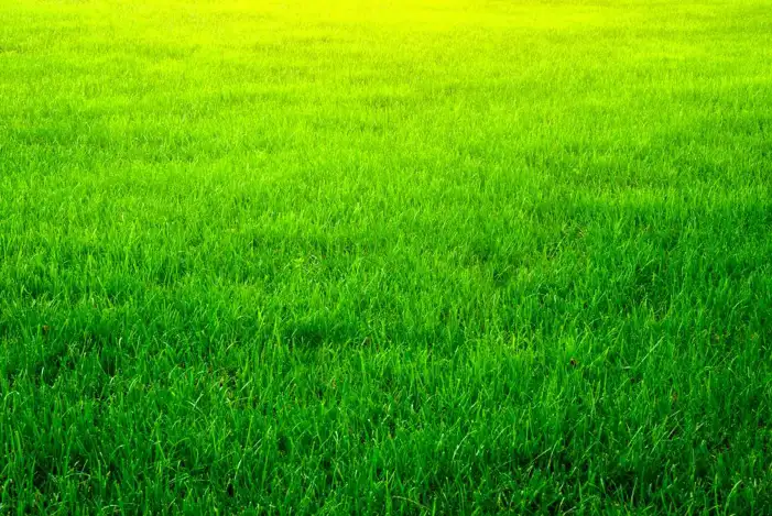 Green Grass Field Texture Editing Background HD Images Free