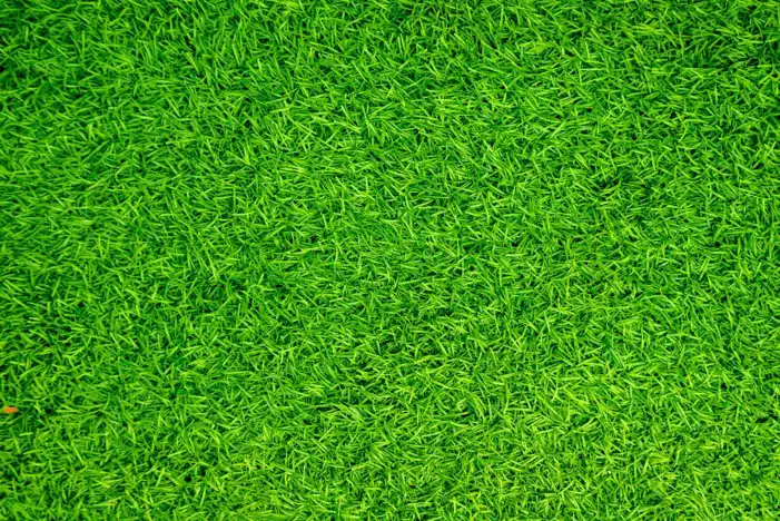 Green Grass Field Texture Editing Background HD Images Free