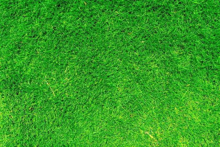 Green Grass Field Texture Editing Background HD Images Free