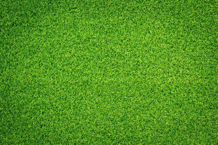 Green Grass Field Texture Editing Background HD Images Free