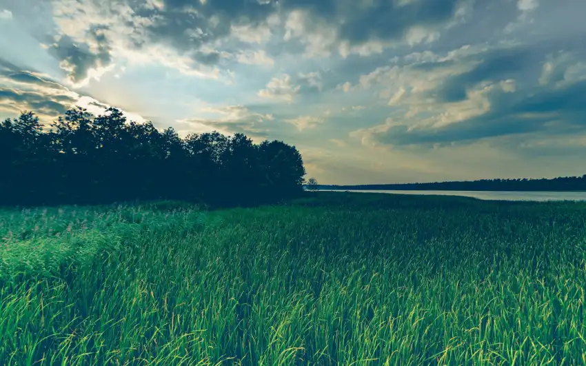 Green Grass Field With Sky Background HD Download