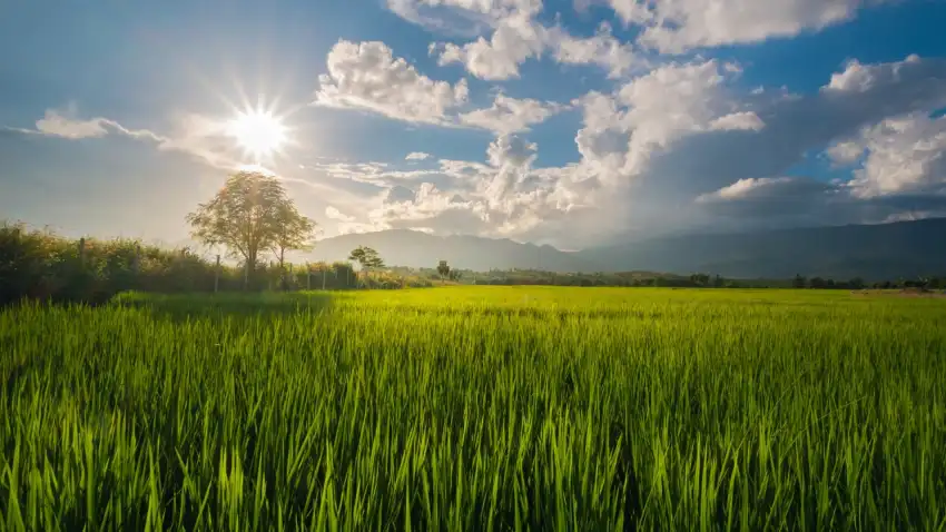 Green Grass Field With Sky Background HD Download