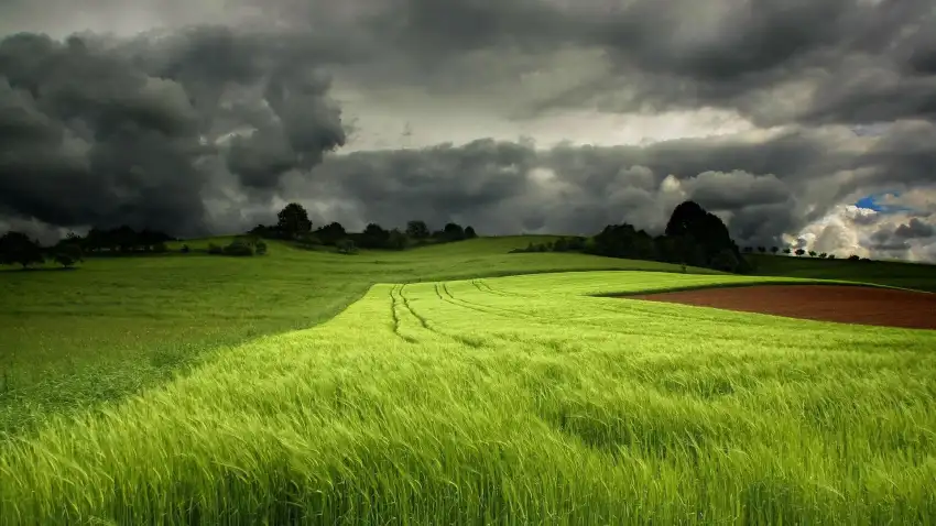 Green Grass Field With Sky Background HD Download